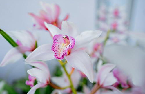 La Casa delle Orchidee - Foto 14