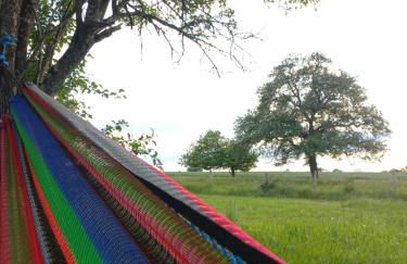 Les hirondelles - Foto 11