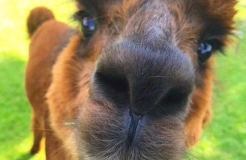 Urlaub mit Alpakas - Foto 1