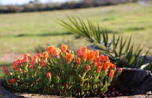 Monte Da Azarujinha - Foto 33