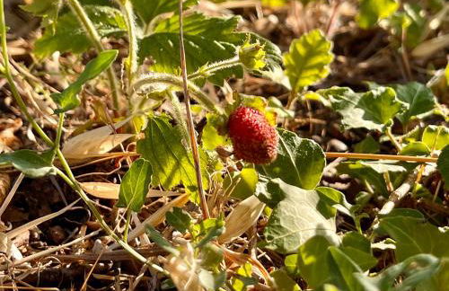 Villa immersa nella Serenità - Photo 41
