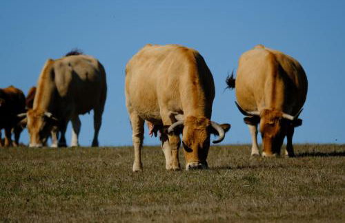 Mas Mialou - Foto 33