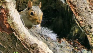 Bryn Cnocell - Foto 2