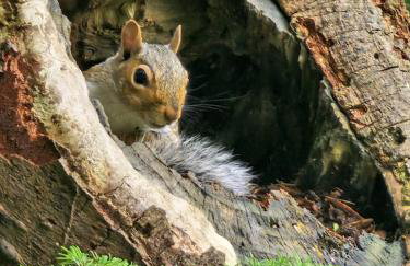 Bryn Cnocell - Foto 2