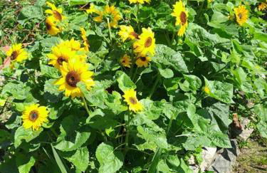 Preciosa casita a 10 minutos de la playa. - Foto 7