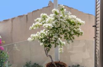 Casa Sofia Apt#2, By Hellocrete - Foto 24