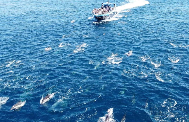 Barco por las cuevas de Benagil + Avistamiento de delfines - Foto 12