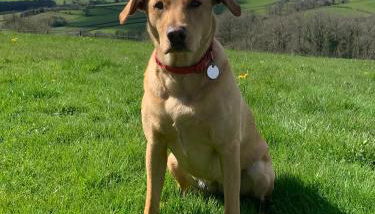 Llwyn Llwyd Cottage - Photo 5