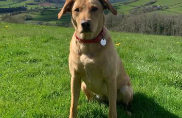 Llwyn Llwyd Cottage - Photo 5