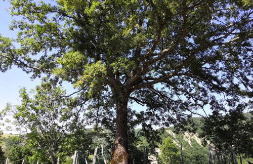 Bosco Stellato - Foto 28