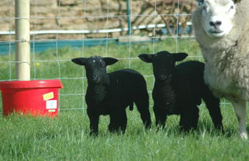 Downclose Piggeries - Photo 24