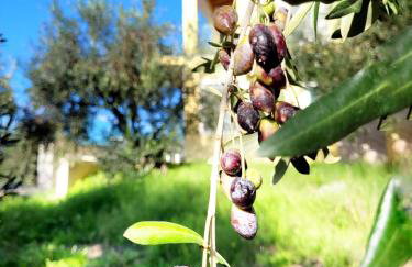 Gelbes Haus Korfu - Foto 34