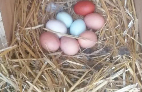 Rügen - Promoisel - Auszeit am Kreidesee - Foto 20