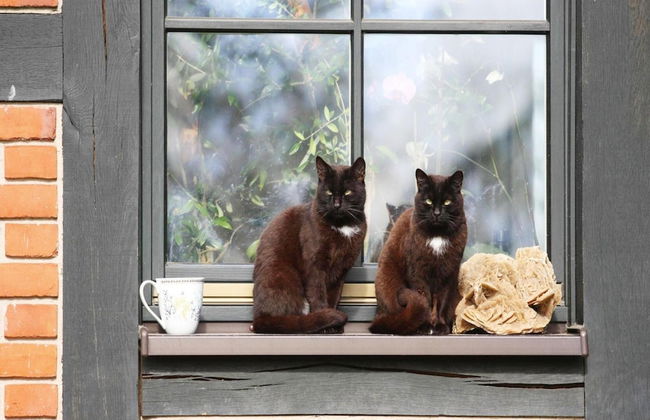 Doppelhaushalfte Seestern, Lohmen - Foto 16