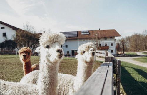 Ferienhof Petermühle Urlaub mit Alpakas - Foto 57