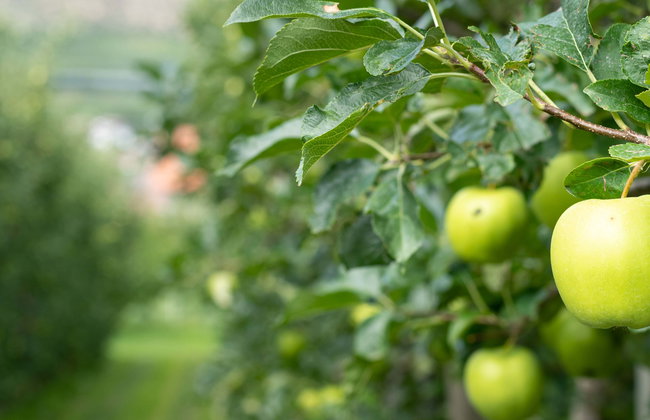 Visita a una huerta de manzanas - Foto 1