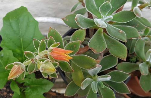 Residencial Flor- Hilda - Foto 16