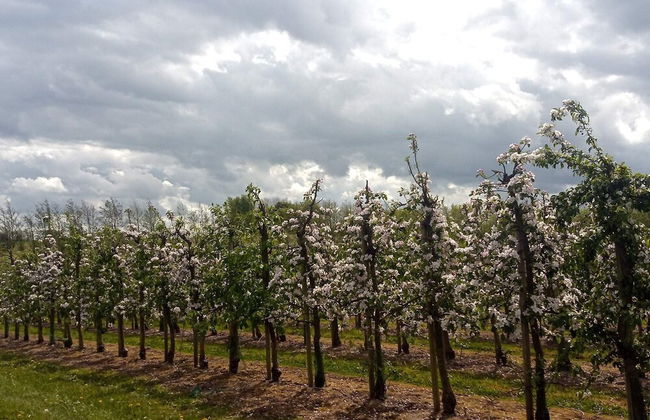 8 Person Holiday Home in Brenderup Fyn-by Traum - Foto 9