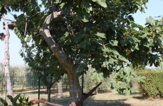 Apartments with parking space Umag - 6995 - Foto 12