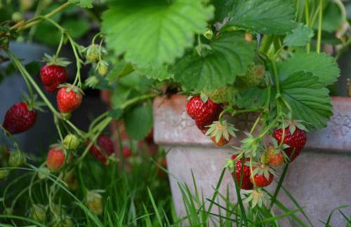 Ferienhaus Hof Papenwohld - Naturpark, Gartensauna - Foto 69