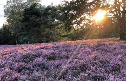 Heide Apartments - Foto 30