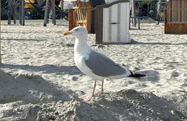 Ferienwohnung kleiner Sonnenschein Großenbrode Ostsee - Foto 17