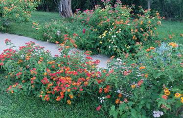 Bill's Garden Villa - Foto 19