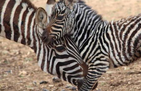 Casa vacanze Villa Tiziana Chalet di campagna - Foto 67