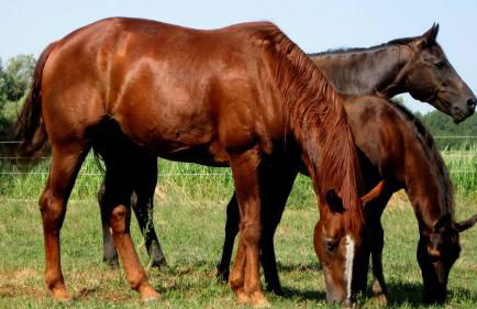 Agriturismo Adriano Pedretti - Foto 32