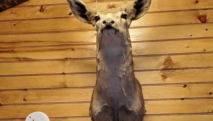 Wooden Rustic Cabin Great for Outdoor Activities in Liberty, Kentucky - Foto 2