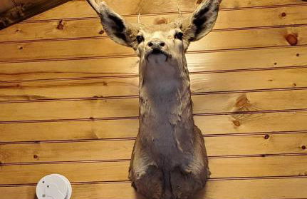 Wooden Rustic Cabin Great for Outdoor Activities in Liberty, Kentucky - Foto 2