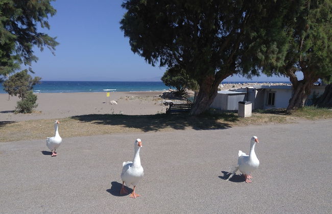 Arch Villa - Foto 40