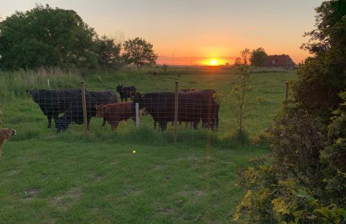 Ferienhaus Immerlicht Norddeich S-H - Foto 14