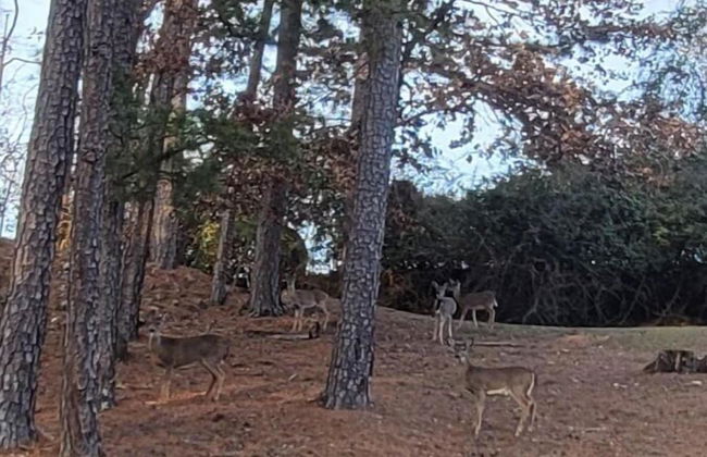 The Bear Den - Foto 66