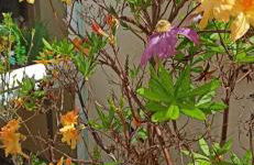 Penbryn Mynach Holiday Cottage - Foto 31