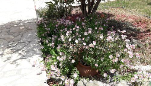 Ammodares - Foto 2, Garden, Garden view