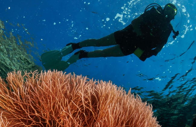 Batismo de mergulho em Mykonos - Foto 8