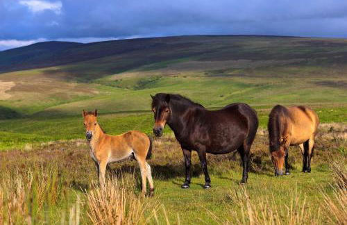 The Old Forge Exford - Foto 19