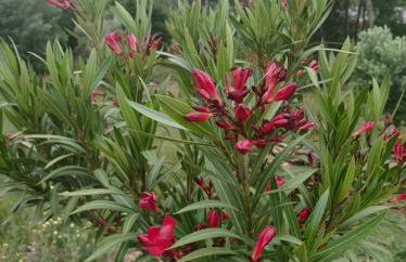 Casa Virginia - Foto 36