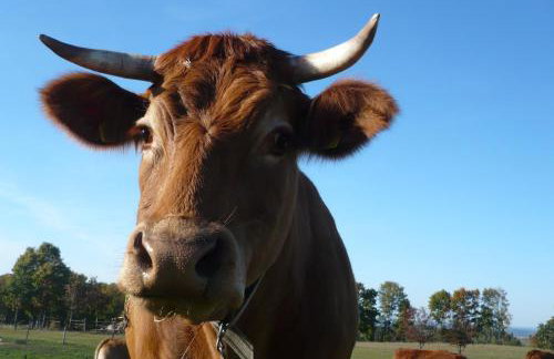 Dylewianka - Foto 34