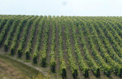 Gîte Château de Montboulon 4* Spa+piscine 14pers. - Foto 41