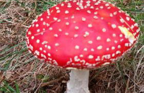 Anikunborda - Foto 28