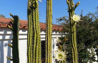 Três Figos - Foto 8