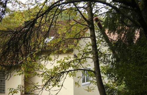 Goldener Fuchs in Moschendorf - Foto 3