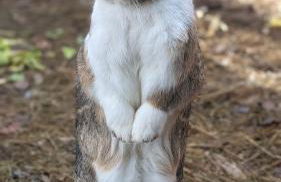 La Rose & Le Loup - Foto 21