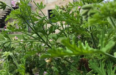 Casa A Canteira - Foto 71