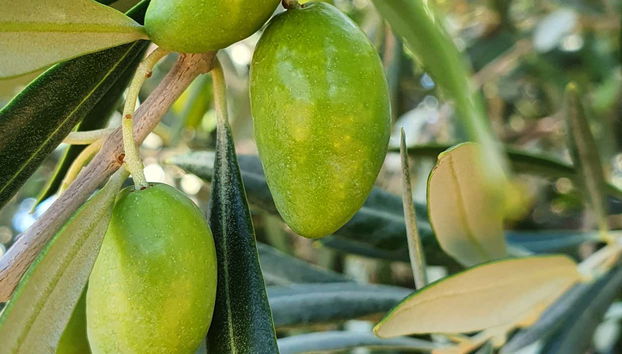 La finca elabora aceite de oliva virgen extra