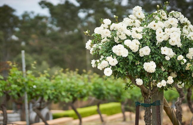 Wandin Valley Estate - Photo 34