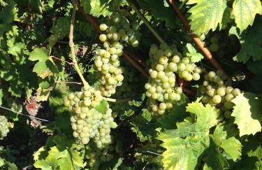 Ferienwohnung Wittker - Foto 37