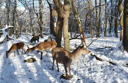 Am Wäldchen - Foto 24